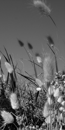 gras